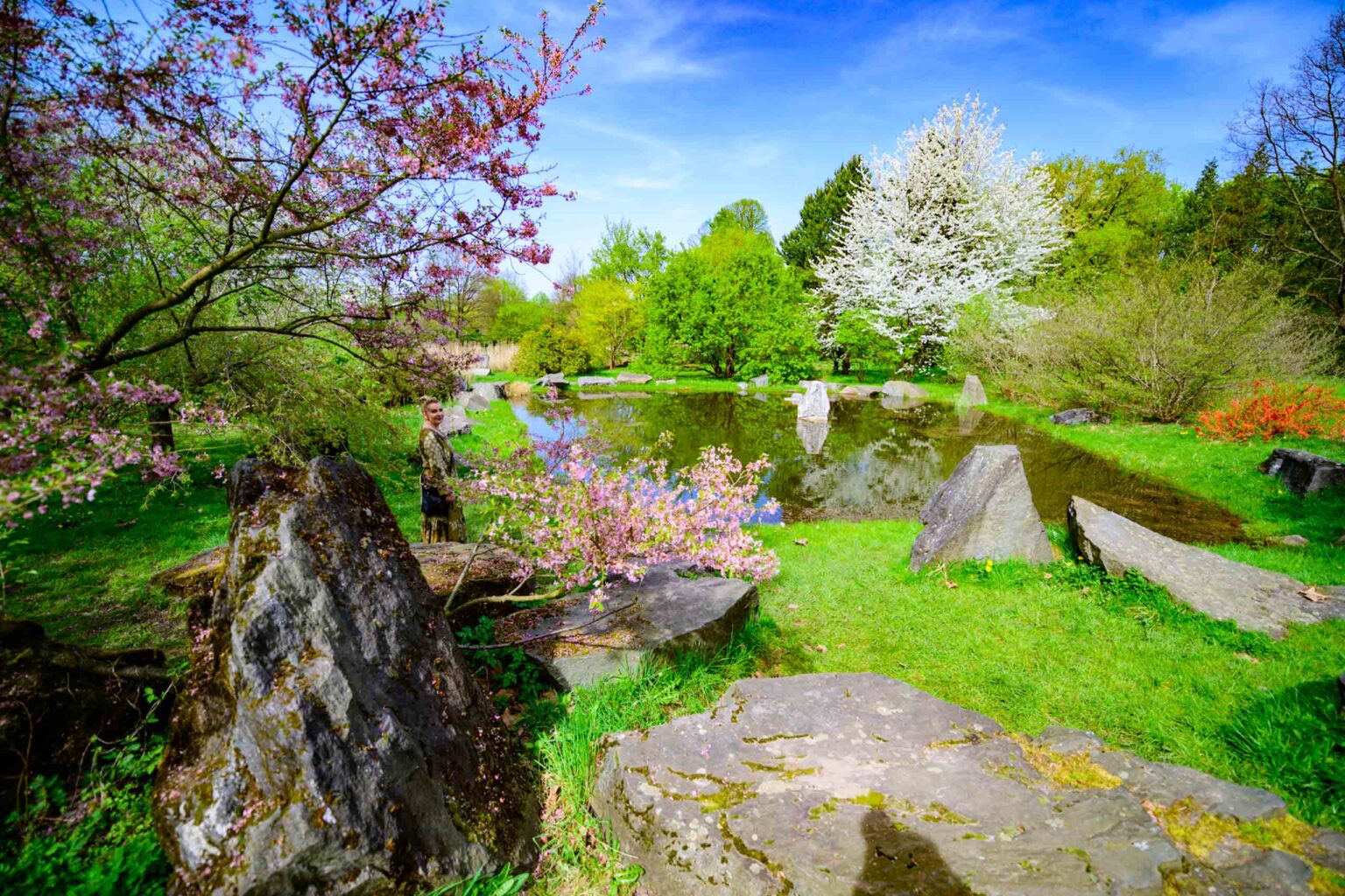 Zakwitly tulipany wiosna w ogrodzie botanicznym 70