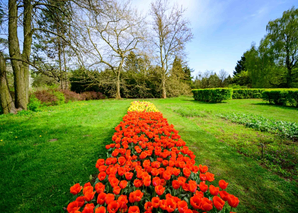 Zakwitły tulipany w łódzkim Ogrodzie Botanicznym