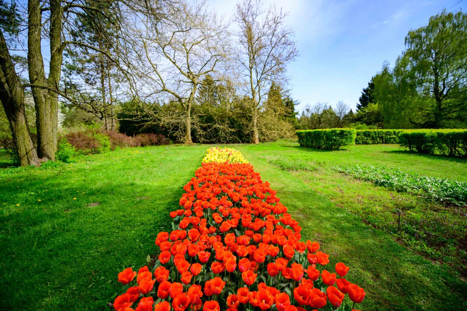 Zakwitly tulipany wiosna w ogrodzie botanicznym 71