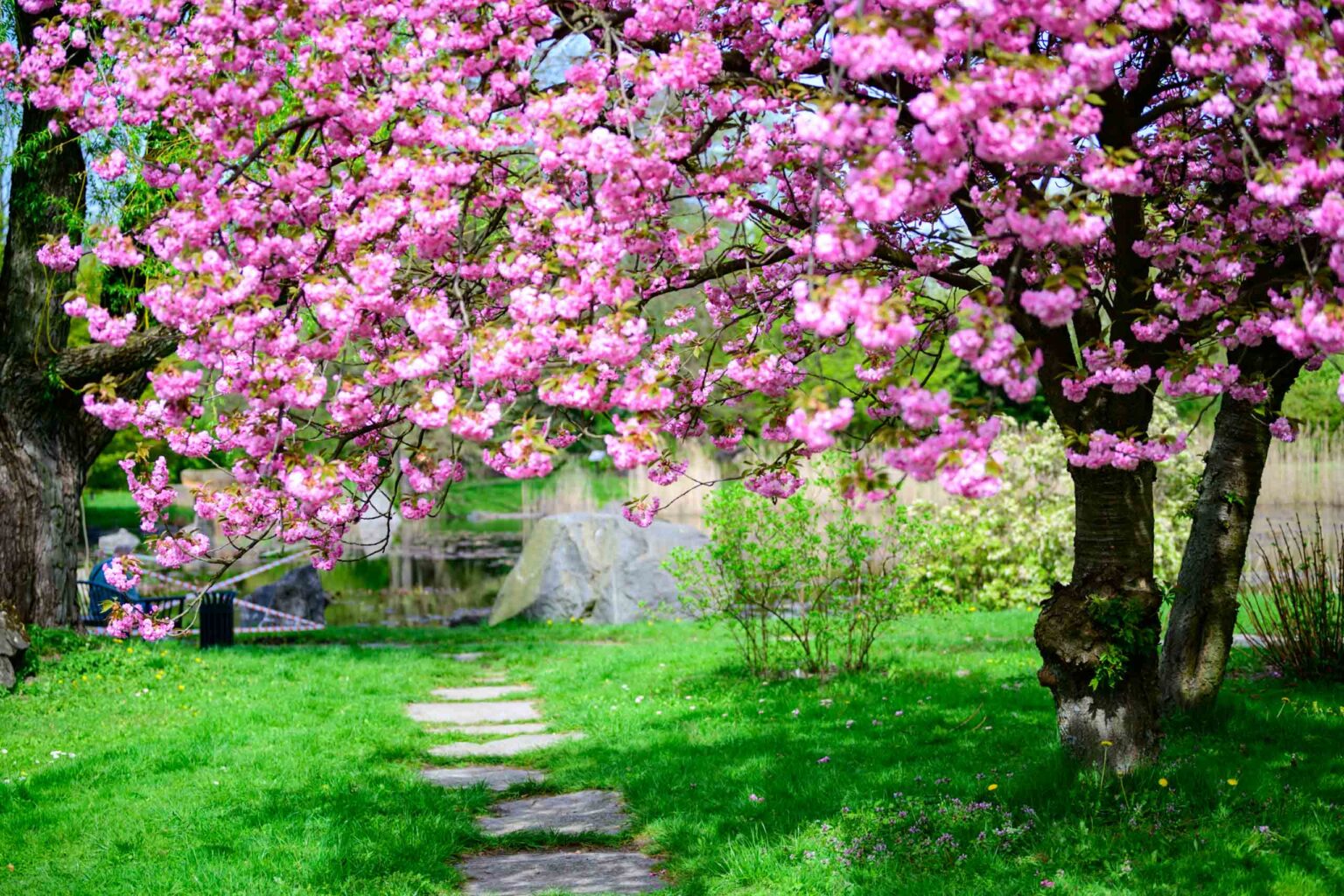Zakwitly tulipany wiosna w ogrodzie botanicznym 72