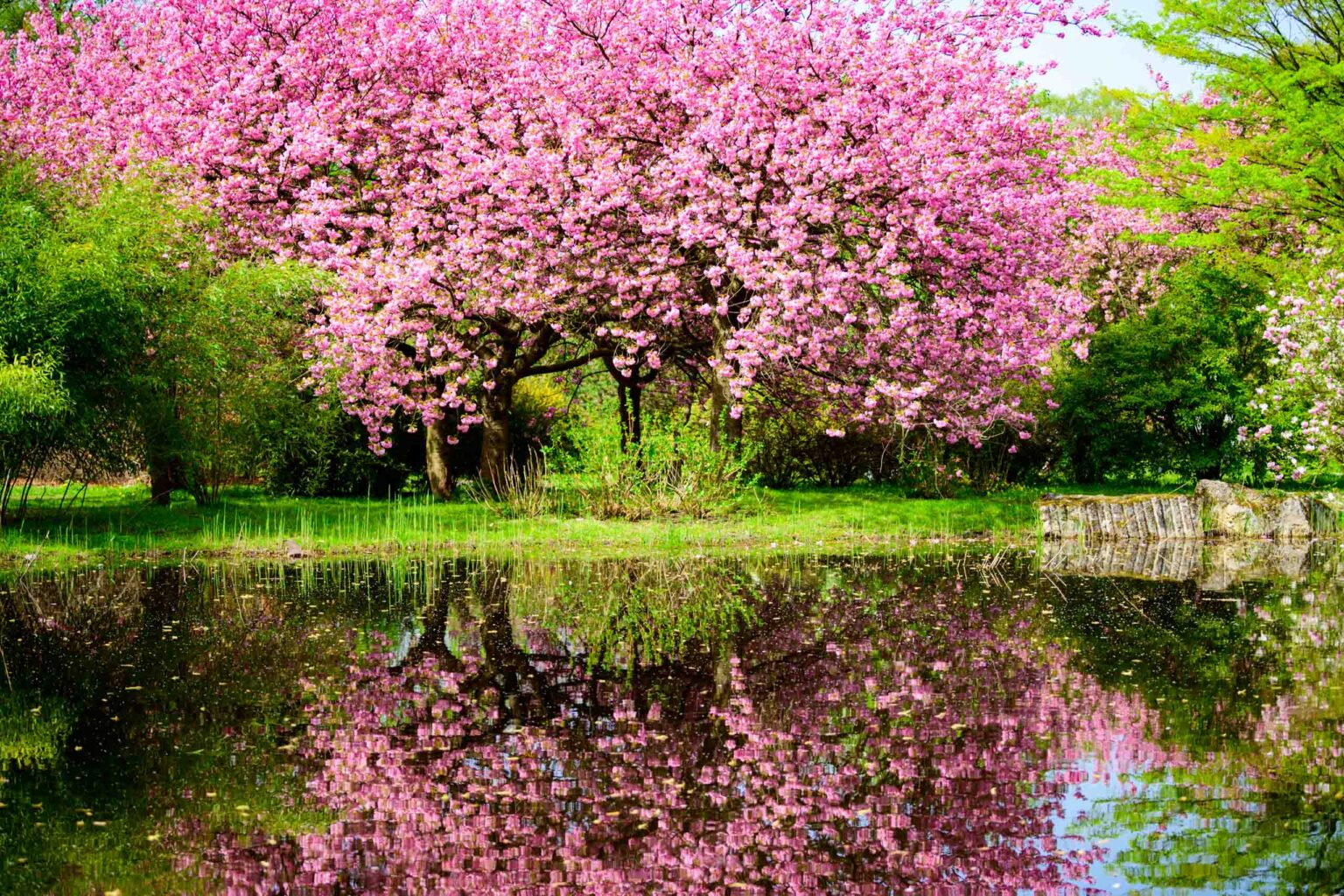 Zakwitly tulipany wiosna w ogrodzie botanicznym 76