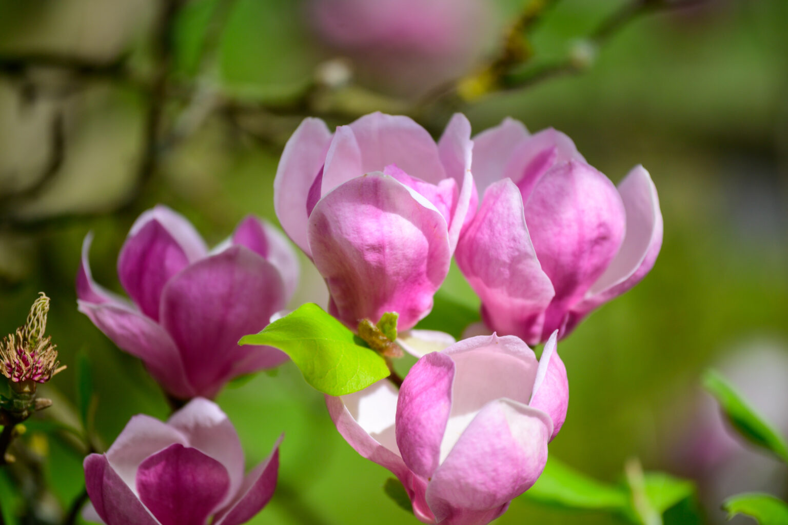 Zakwitly tulipany wiosna w ogrodzie botanicznym 78