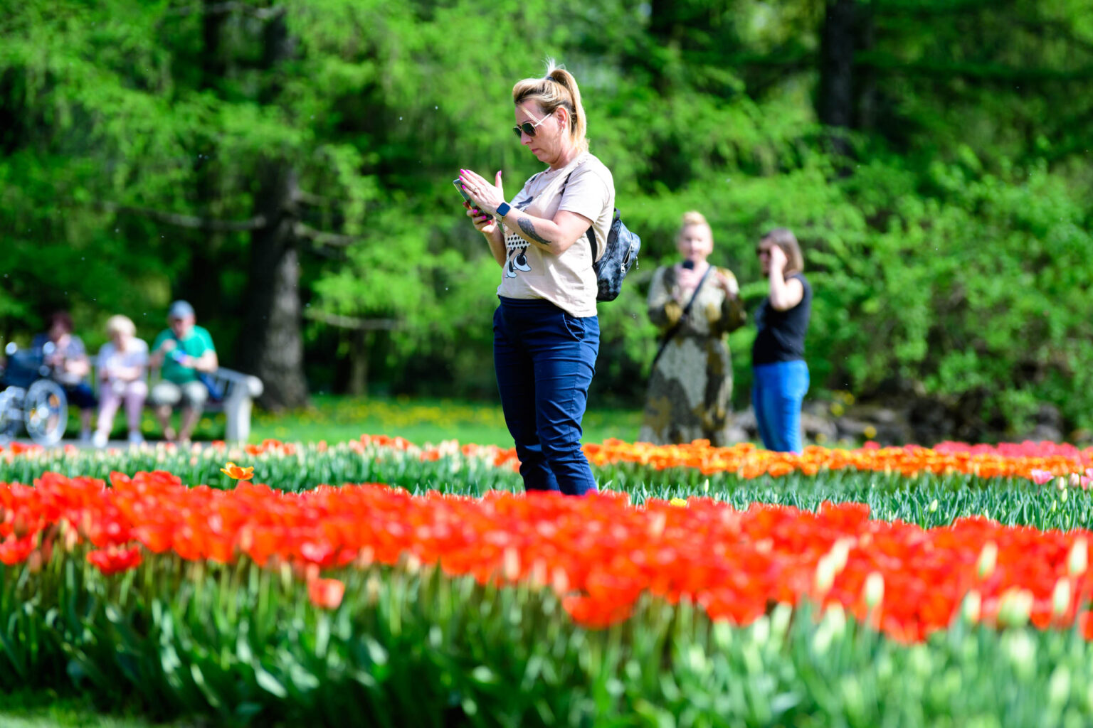 Zakwitly tulipany wiosna w ogrodzie botanicznym 8