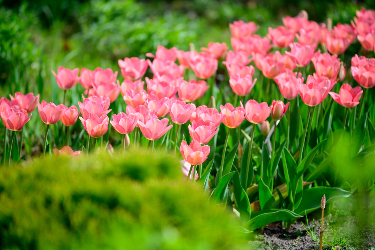 Zakwitly tulipany wiosna w ogrodzie botanicznym 80