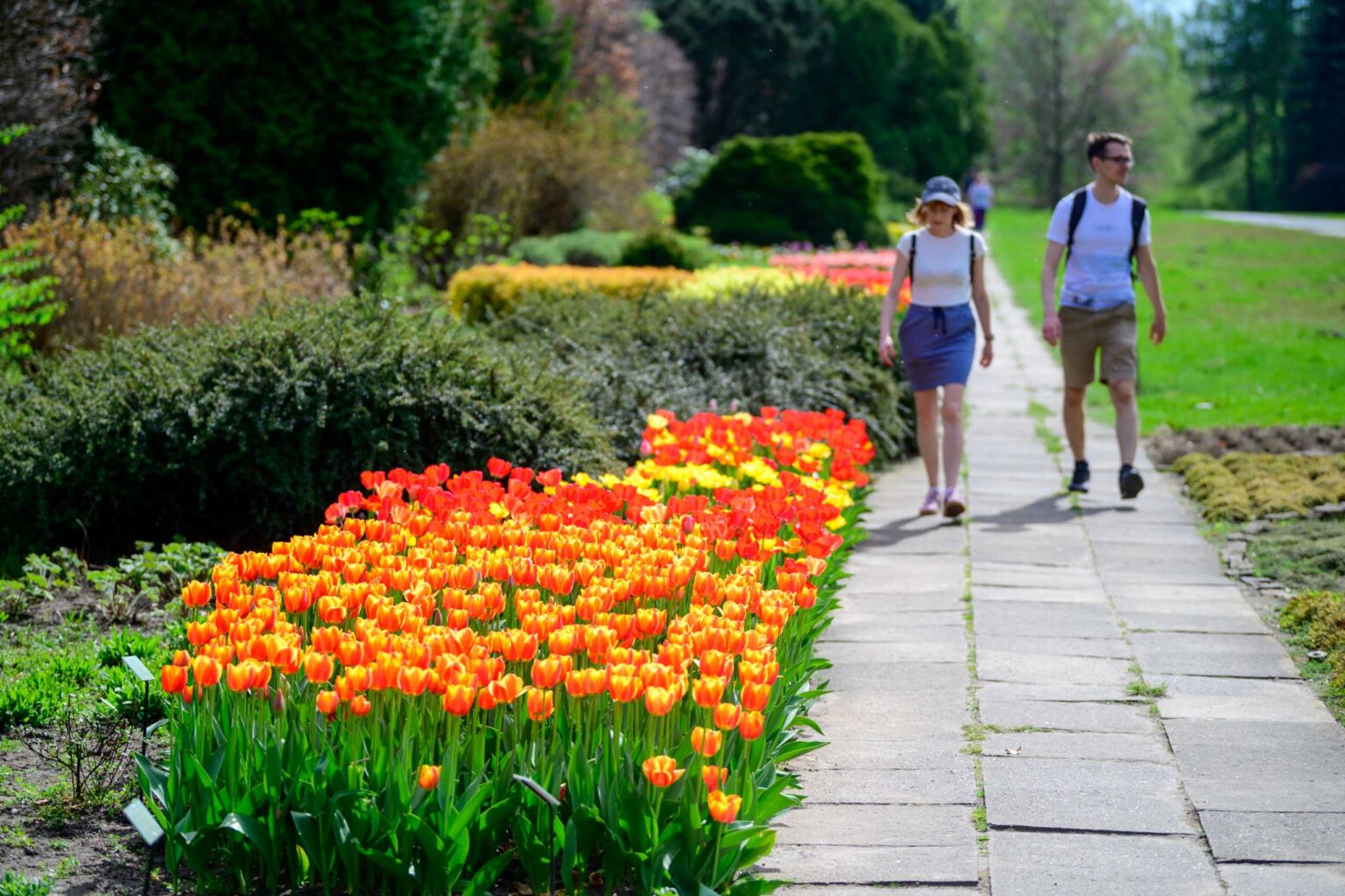 Zakwitly tulipany wiosna w ogrodzie botanicznym 81