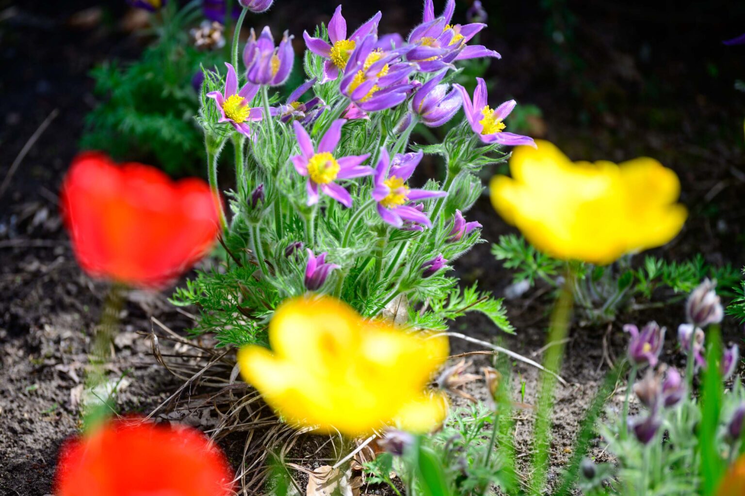 Zakwitly tulipany wiosna w ogrodzie botanicznym 82
