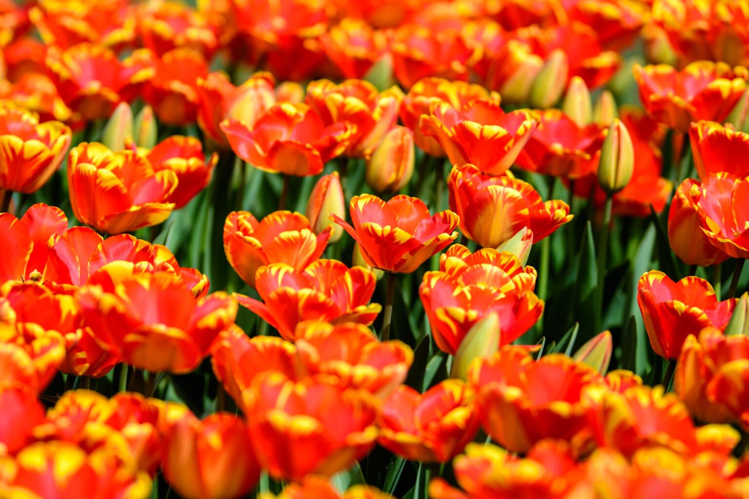 Zakwitly tulipany wiosna w ogrodzie botanicznym 9