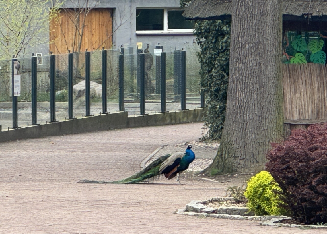 Łódzkie Orientarium i ZOO przygotowują dwie nowe wystawy