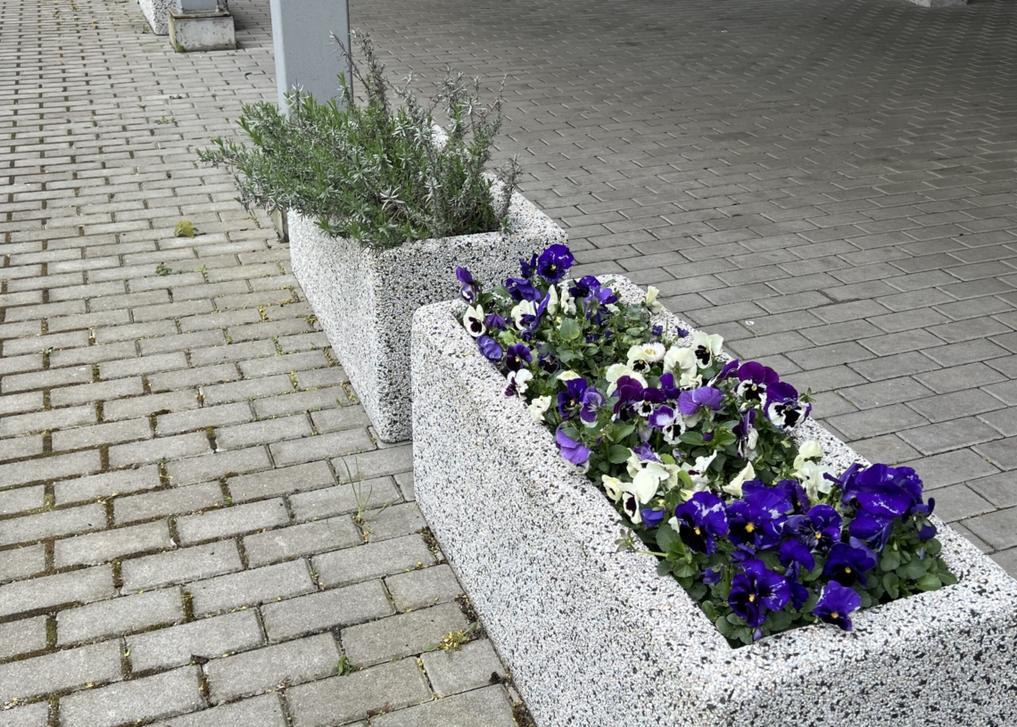 Dzięki Lions Club Łódź Ladies zazielenił się teren hospicjum dla dorosłych w Łodzi