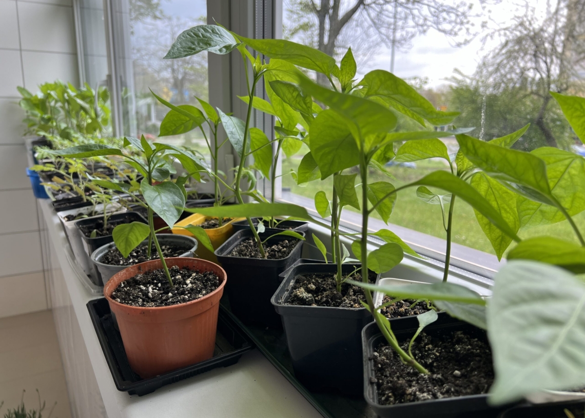Dzięki Lions Club Łódź Ladies zazielenił się teren hospicjum dla dorosłych w Łodzi