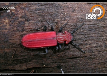 Zdjęcie czerwonego owada.