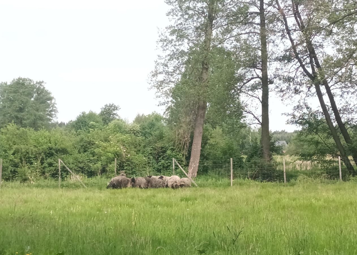 Porządek na trawnikach w Arkadii pomagają utrzymać owce