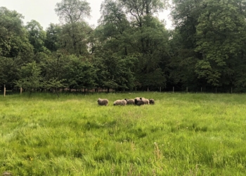 Porządek na trawnikach w Arkadii pomagają utrzymać owce 2 W Arkadii zamieszkały owce