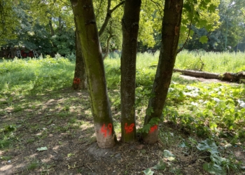 Mieszkańcy łódzkiego Manhattanu protestują przeciwko wycince ok. 90 drzew