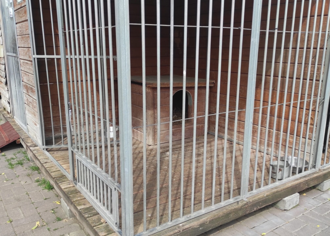 Dzięki akcji „Adoptuj sŁodziaka” w majówkę dom znalazło 8 psów