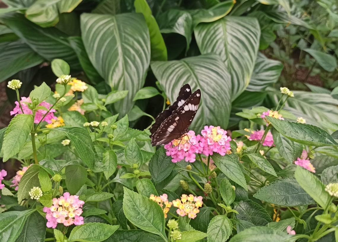 Motylarnia w łódzkim ZOO