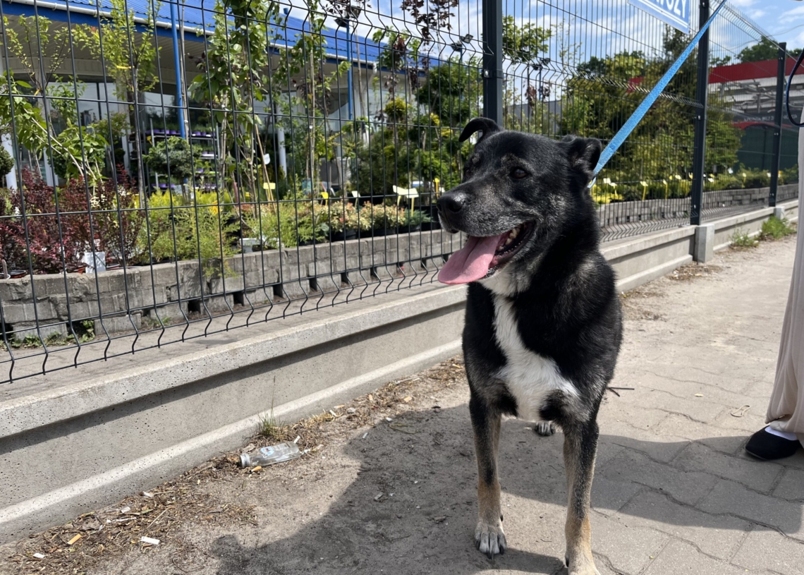 Adoptowany Leoś wrócił do schroniska