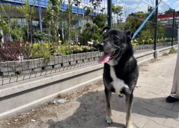 Adoptowany Leoś wrócił do schroniska
