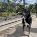 Leoś adoptowany miesiąc temu ponownie wrócił do schroniska 16 Adoptowany Leoś wrócił do schroniska