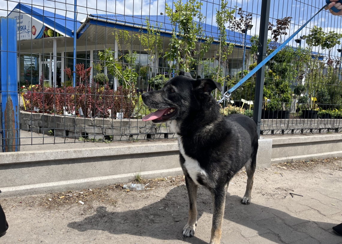 Leoś adoptowany miesiąc temu ponownie wrócił do schroniska