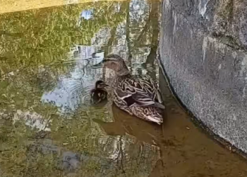 Animal Patrol uratował dręczone kaczki