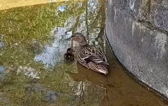 Animal Patrol uratował dręczone kaczki