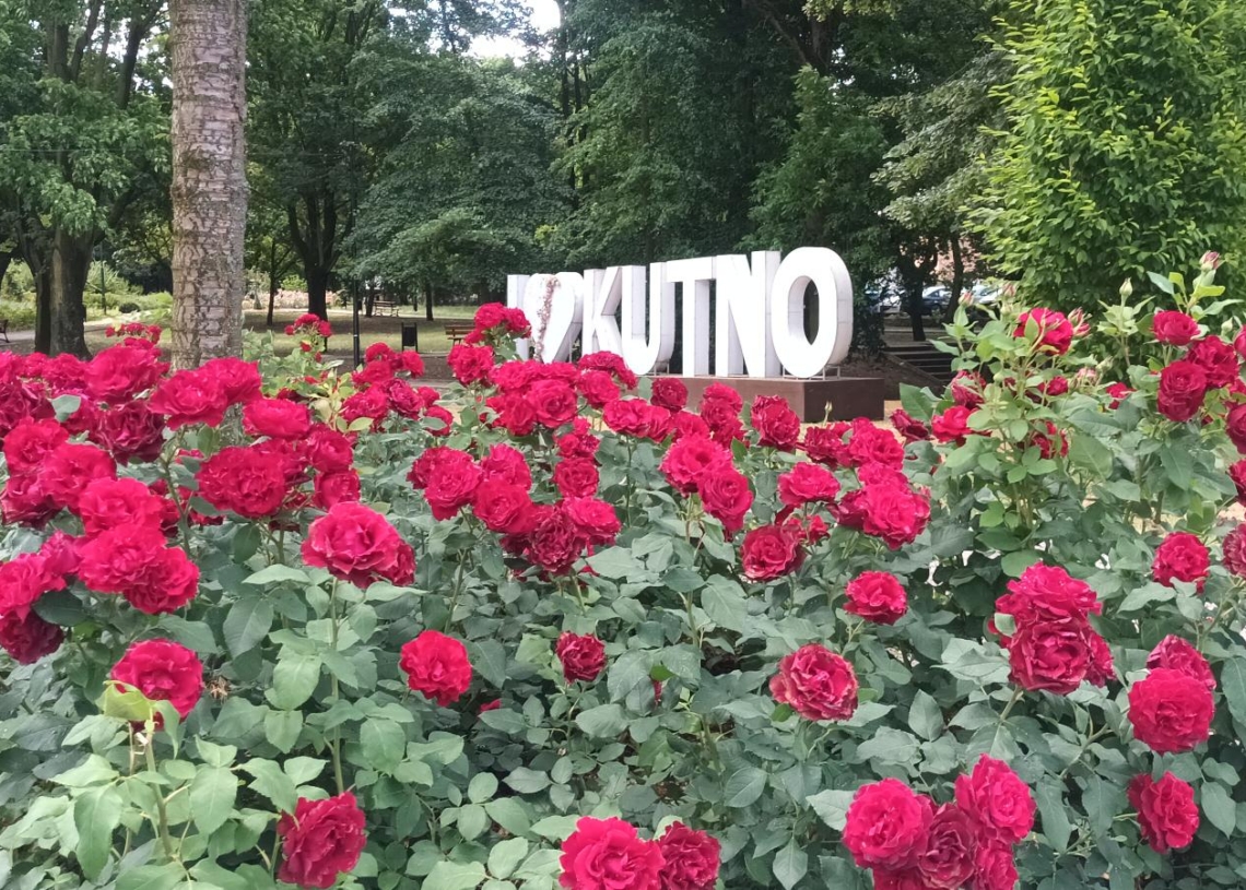 Różany piknik w Kutnie. Dwa dni (nie tylko) kwietnych atrakcji 1 51. Święto Róży w Kutnie. Utrudnienia dla kierowców