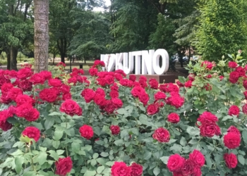 51. Święto Róży w Kutnie. Utrudnienia dla kierowców