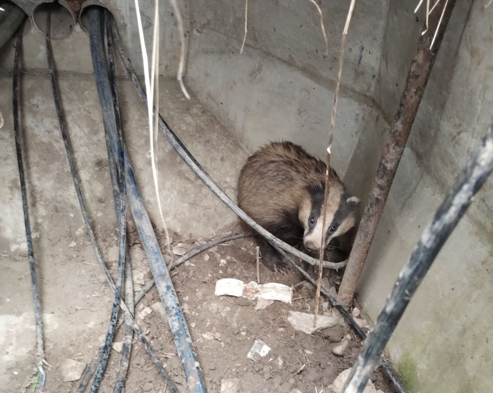 Awaria światłowodu w Łodzi. Wszystko przez borsuka