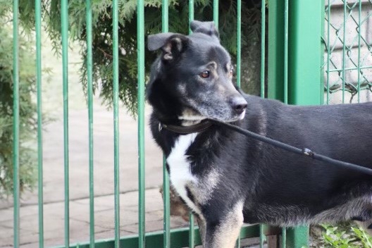 Kundelek Leoś musi powrócić do schroniska