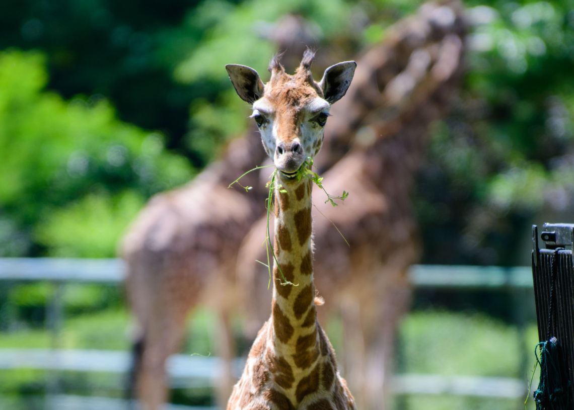 Łódzkie ZOO świętuje Dzień Żyrafy