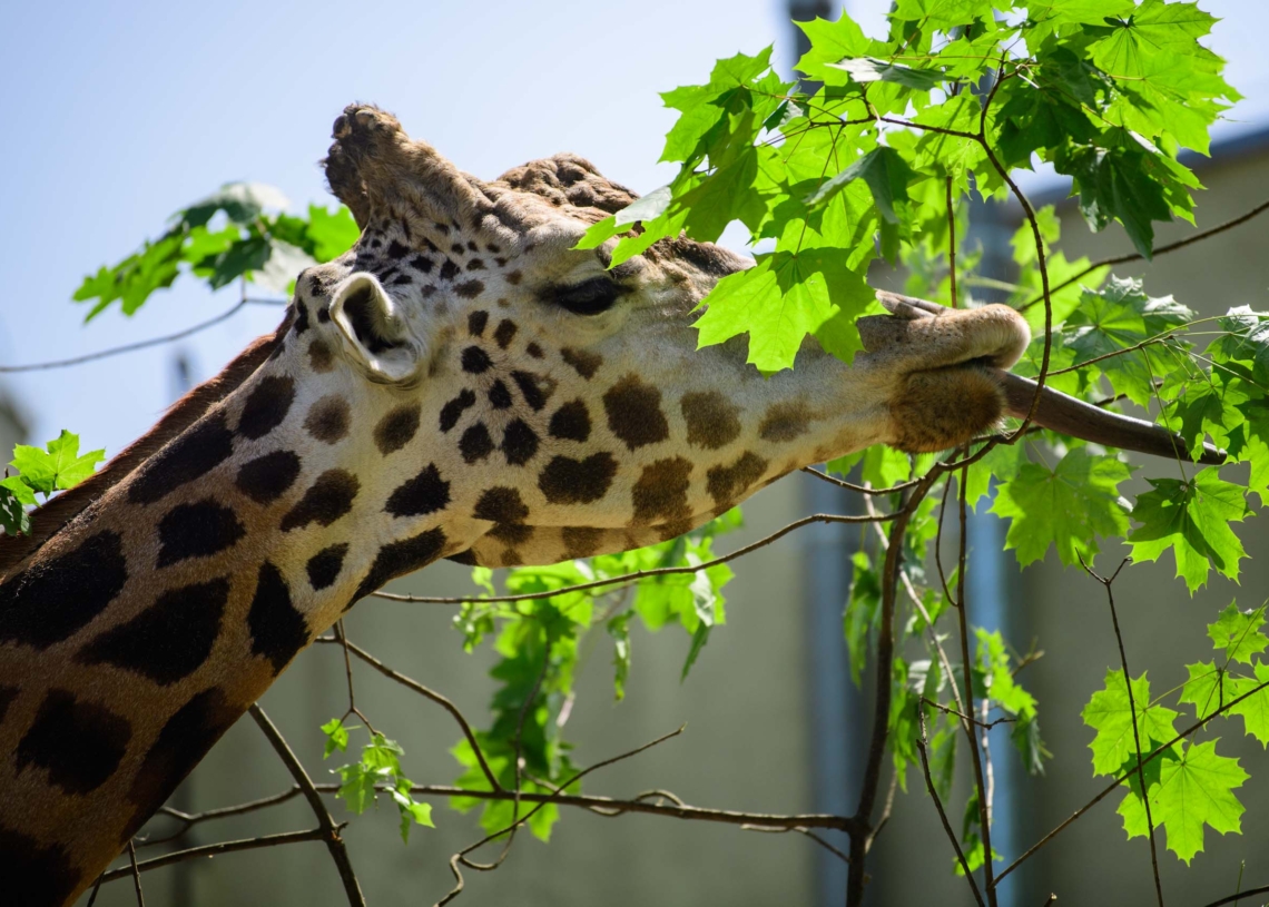 Łódzkie ZOO świętuje Dzień Żyrafy