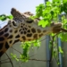 Łódzkie ZOO świętuje Dzień Żyrafy