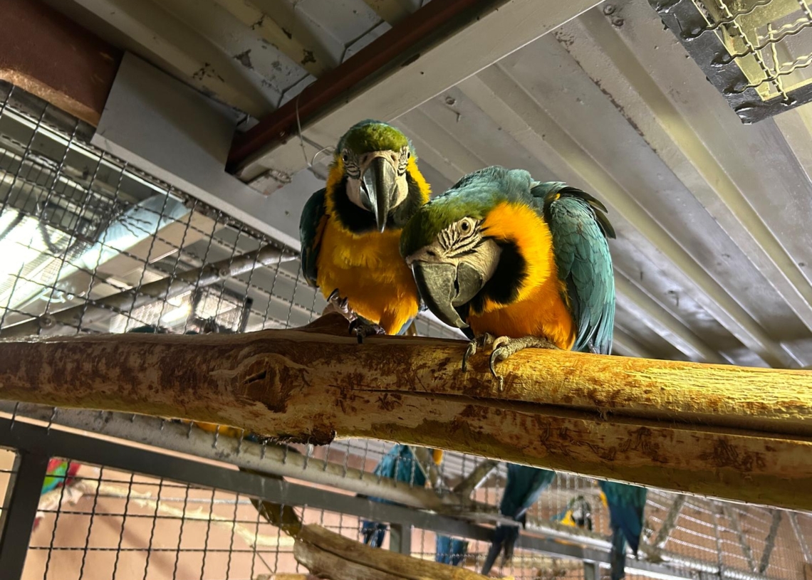 ZOO Borysew nie otrzymało pieniędzy za przechowanie egzotycznych zwierząt 1 ZOO Borysew