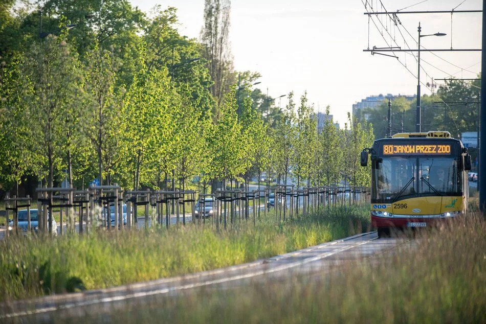 Koszenie pasów drogowych na ul. Rokicińskiej kontra młode drzewka. Kto odpowie za ich uszkodzenie? 1 Drzewa na ul. Rokicińskiej