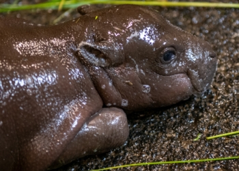 Hipopotam karłowaty w łódzkim zoo