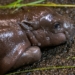 Mały hipopotam karłowaty w łódzkim zoo. Pierwsze takie narodziny w historii 6 Hipopotam karłowaty w łódzkim zoo