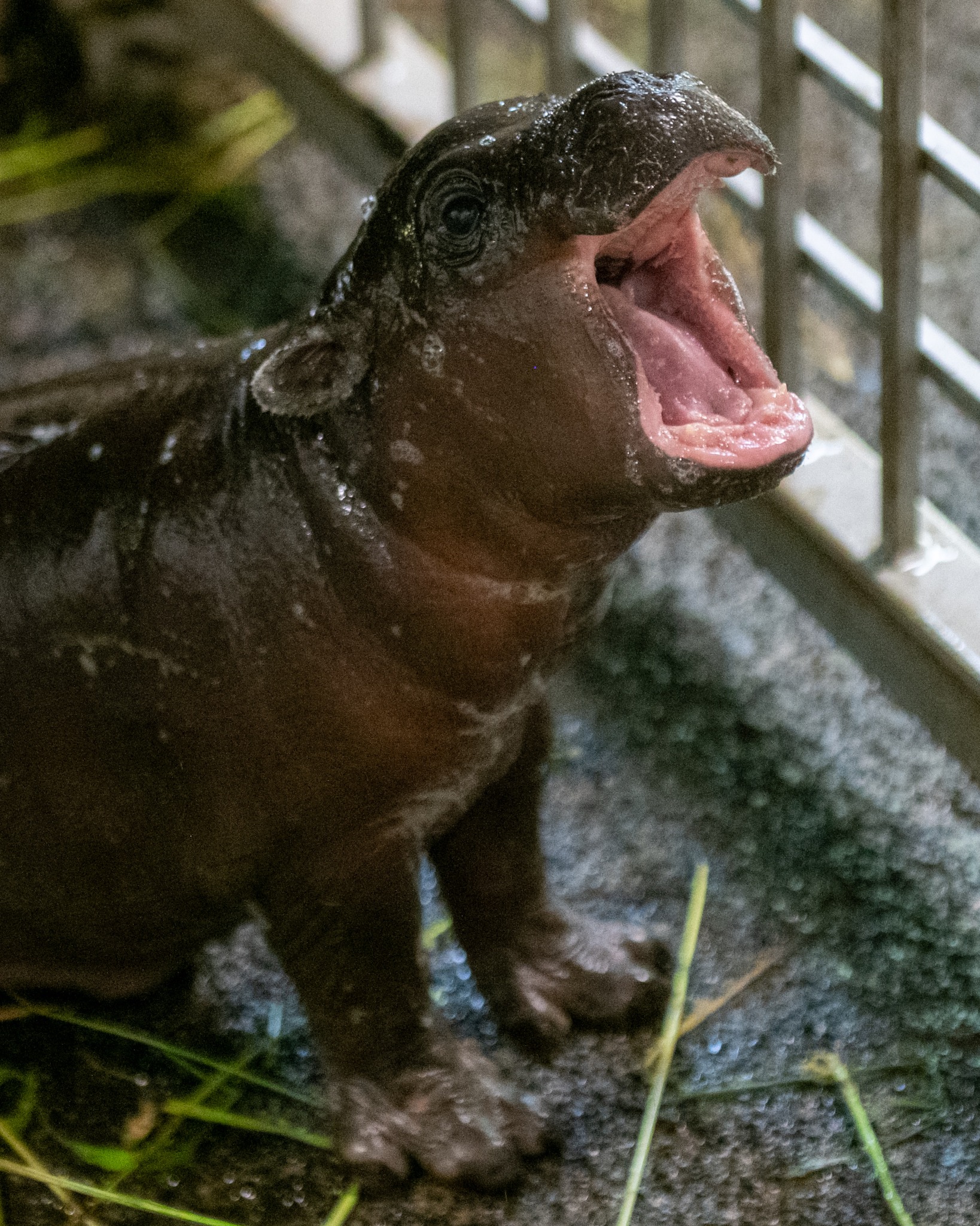 Hipopotam karłowaty w łódzkim zoo