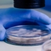 Łódź: zakończył się miejski program leczenia niepłodności za pomocą metody in vitro 7 Program in vitro