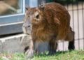 Kolejna kapibara w Orientarium ZOO Łódź