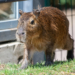 Kolejna kapibara w Orientarium ZOO Łódź 7 Kolejna kapibara w Orientarium ZOO Łódź