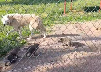 Wilki polarne w ZOO Borysew