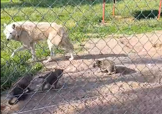 Kolejne wilki polarne w ZOO Borysew. Na świat przyszło 5 szczeniąt 1 Wilki polarne w ZOO Borysew