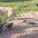 Wilki polarne w ZOO Borysew