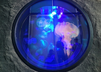 Nowi mieszkańcy łódzkiego Orientarium