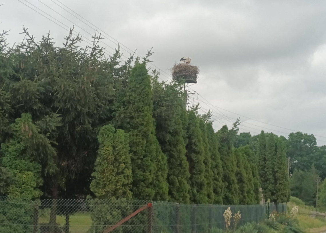 Liczenie bocianów