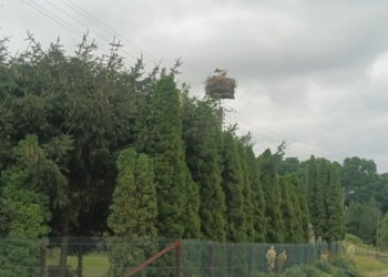 Liczenie bocianów