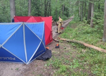 Tragiczny wypadek w Arturówku.  Drzewo spadło na rowerzystkę