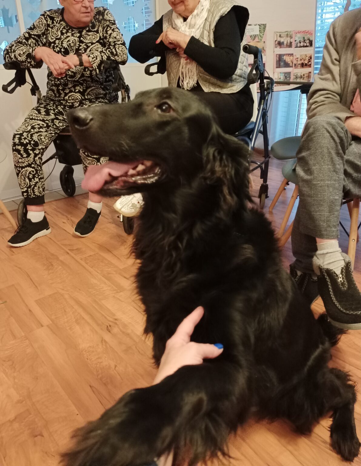 Dbaj o zdrowie. Zalety dogoterapii 6 Oplus_0