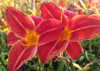 Liliowce w łódzkim Ogrodzie Botanicznym